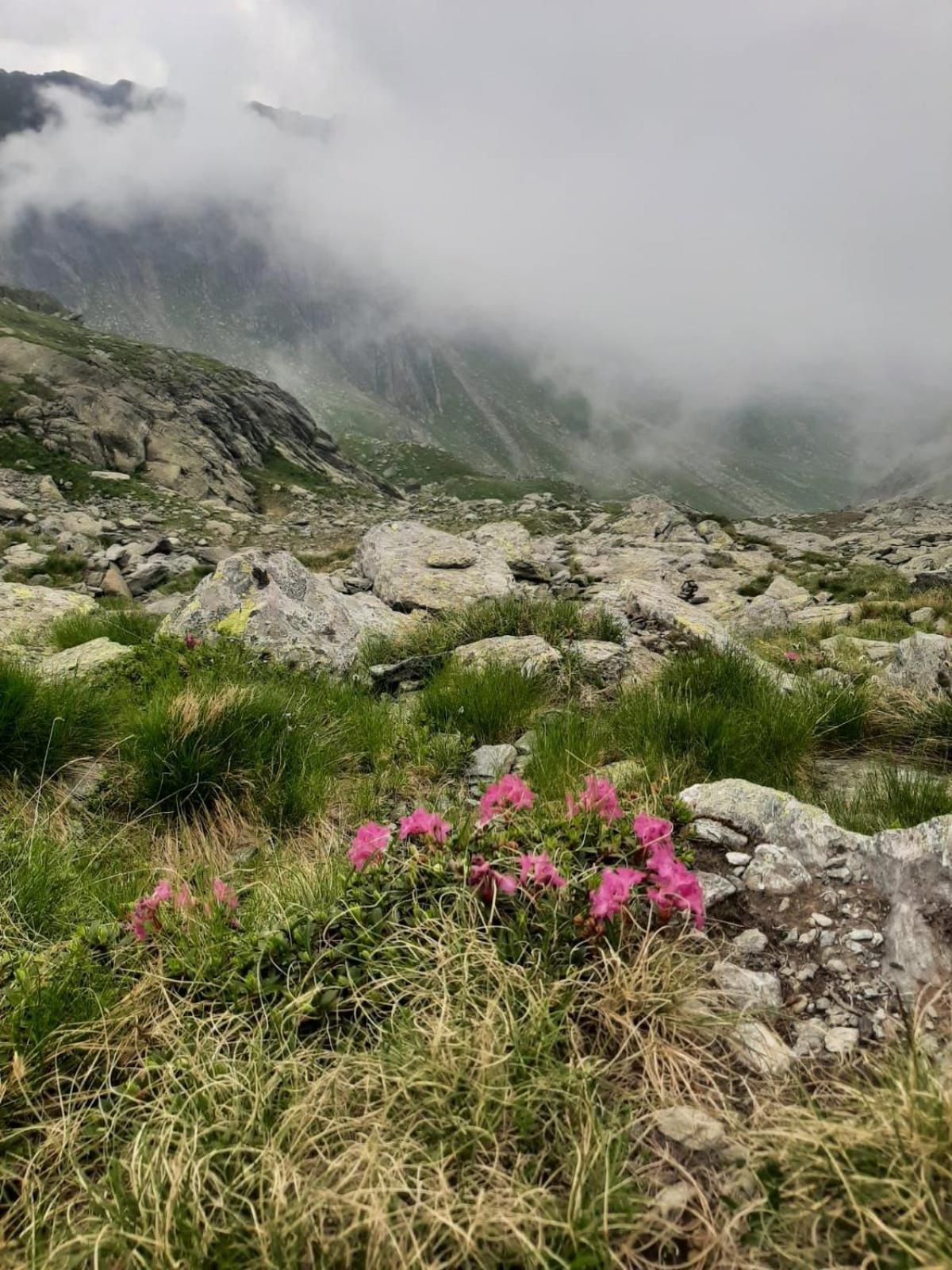 Casa Oaspeti Transfagarasan Appartement Cîrţişoara Buitenkant foto